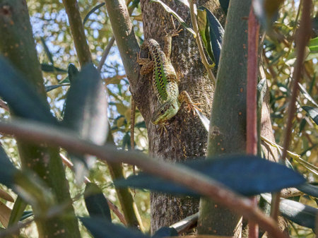 small green lizard hidden well camouflaged in a treeの写真素材
