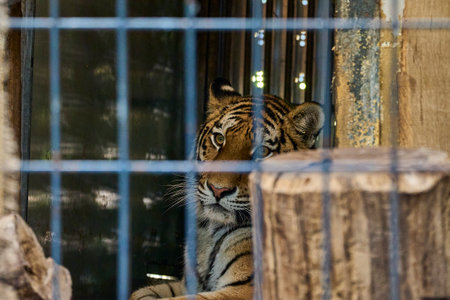 Muenster, Germany - 07 30 2022: the siberian or amur tiger is a highly endangered species and often lives in enclosures for conservation efforts.のeditorial素材