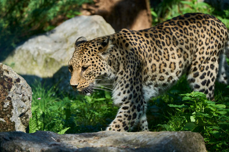 Muenster, Germany - 07 30 2022: snow leopard in its enclosure on a sunny and bright day with blue skyのeditorial素材