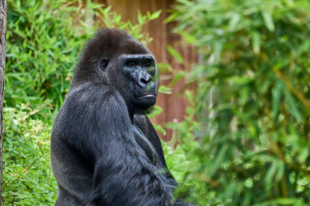 Muenster, Germany - 07 30 2022: western lowland gorilla Silver sitting in its enclosure in the Zoo of Muenster, Germanyのeditorial素材
