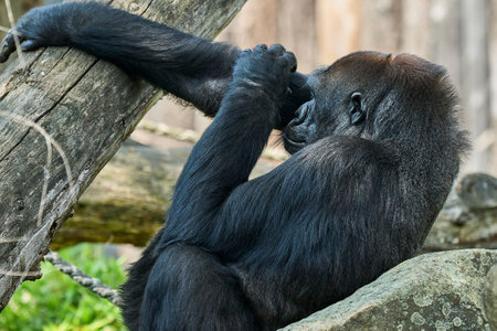 Muenster, Germany - 07 30 2022: western lowland gorilla Silver sitting in its enclosure in the Zoo of Muenster, Germanyのeditorial素材