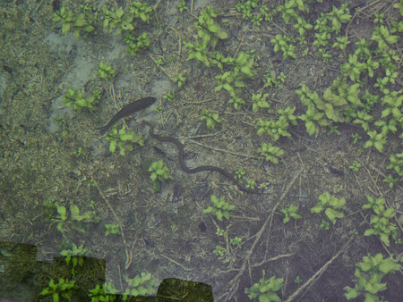 Water snake at Plitvice lakes in Croatia a popular tourist destination amid turquoise lakes and...