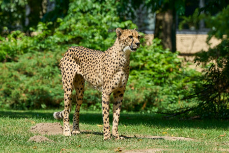 Muenster, Germany - 07 30 2022: the african cheetah is the fasted land mammal on earth and is well camouflaged by its spotted fur.のeditorial素材