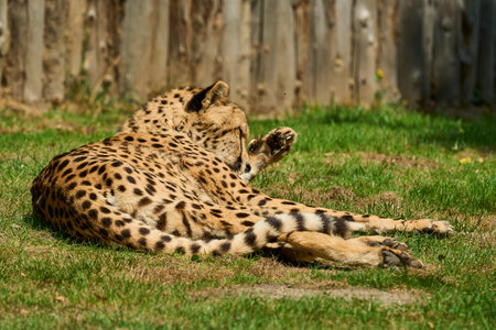 Muenster, Germany - 07 30 2022: the african cheetah is the fasted land mammal on earth and is well camouflaged by its spotted fur.のeditorial素材
