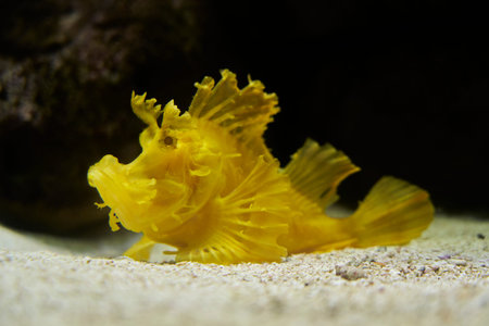 Muenster, Germany - 07 30 2022: Rhinopias frondosa, the weedy scorpionfish, also weed fish, is a...