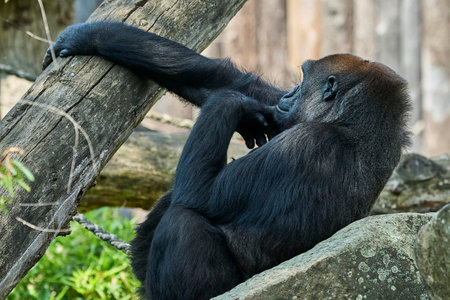 Muenster, Germany - 07 30 2022: western lowland gorilla Silver sitting in its enclosure in the Zoo of Muenster, Germanyのeditorial素材