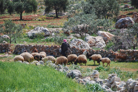 A shepherd herding sheep and riding on a donkey between olive trees in countryside of Syria close to Aleppoの写真素材