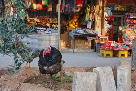 Turkey sitting in front of a merchants grocery store in the city center of Aleppo down town in Syriaのeditorial素材