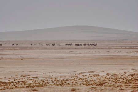 herd of dromedaries standing in the blurry heat haze of the syrian desert close to Plamyraの写真素材