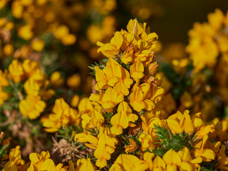 bright yellow gorse, Ulex europaeus, in full bloom, widly spread all over England, Scotland and Wales.の写真素材