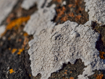orange and white lichen growing on a rock at a river in the highlands of Scotland on a sunny day.の写真素材