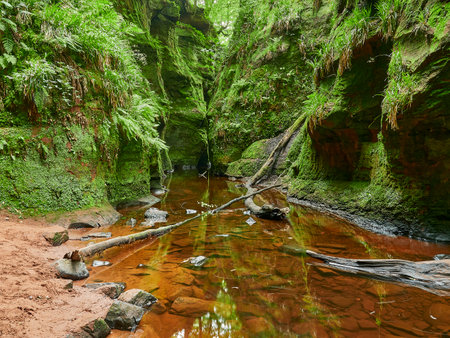 Narrow and colorful gorge of the Finnich glen, devils pulpit, in Scotland, UK.の写真素材