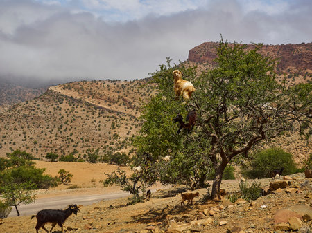 goats standing and climbing in an argan oil tree and feeding from the leaves in the dry and arid region of Morocco, the trees fruit is used to produce an oil, that is popular in the beauty industry to be applied onto skin.の写真素材