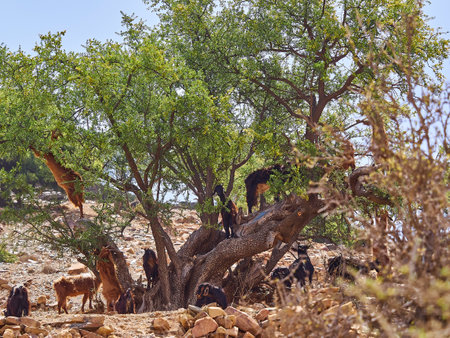 goats standing and climbing in an argan oil tree and feeding from the leaves in the dry and arid region of Morocco, the trees fruit is used to produce an oil, that is popular in the beauty industry to be applied onto skin.の写真素材