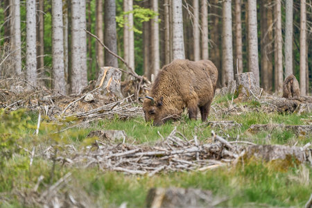 wild living European wood Bison, also Wisent or Bison Bonasus, is a large land mammal and was almost extinct in Europe, but now reintroduced to the Roothaarsteig mountains in Sauerland Germany and roaming free through the forest.の写真素材