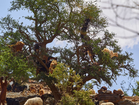 goats standing and climbing in an argan oil tree and feeding from the leaves in the dry and arid region of Morocco, the trees fruit is used to produce an oil, that is popular in the beauty industry to be applied onto skin.の写真素材