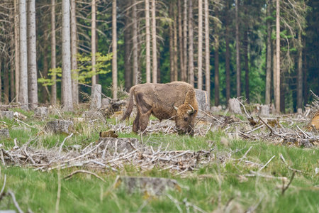 wild living European wood Bison, also Wisent or Bison Bonasus, is a large land mammal and was almost extinct in Europe, but now reintroduced to the Roothaarsteig mountains in Sauerland Germany and roaming free through the forest.の写真素材