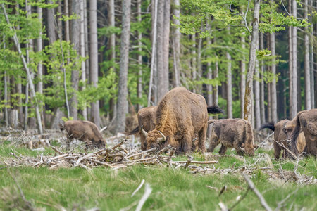 wild living European wood Bison, also Wisent or Bison Bonasus, is a large land mammal and was almost extinct in Europe, but now reintroduced to the Roothaarsteig mountains in Sauerland Germany and roaming free through the forest.の写真素材