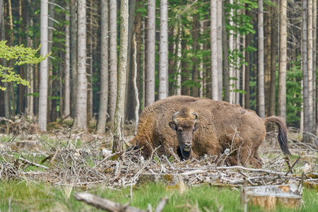wild living European wood Bison, also Wisent or Bison Bonasus, is a large land mammal and was almost extinct in Europe, but now reintroduced to the Roothaarsteig mountains in Sauerland Germany and roaming free through the forest.のeditorial素材