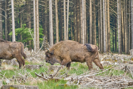 wild living European wood Bison, also Wisent or Bison Bonasus, is a large land mammal and was almost extinct in Europe, but now reintroduced to the Roothaarsteig mountains in Sauerland Germany and roaming free through the forest.の写真素材