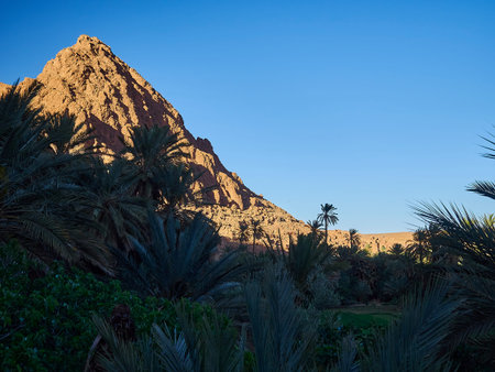 Oasis with lush and green vegetation in the dry and arid deserted region in a desert landscape in...