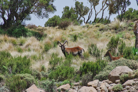 Ethiopian or Walia Ibex, Capra Walie, lives in high altitudes and is an endemic species to Simien mountains in northern Ethiopia, Africa.の写真素材