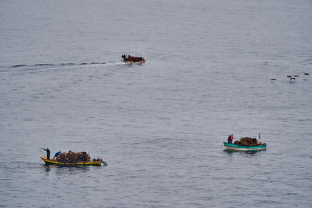 Pan de Azucar, Chile - 01 21 2019: Fishermen harvesting kelp or sea weed in small traditional wooden fishing boats along the coastline of the pacific ocean in Chile, South America.のeditorial素材