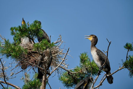 Great Cormorant, Phalacrocorax carbo sinensis, sitting in their nesting colony high up in the tree...