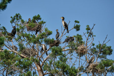 Great Cormorant, Phalacrocorax carbo sinensis, sitting in their nesting colony high up in the tree on the Curonian Spit Peninsula in Poland on a sunny day.の写真素材