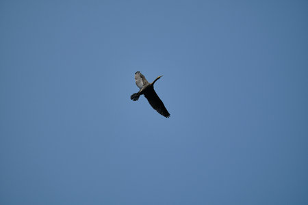 great cormorant, Phalacrocorax carbo sinensis, flying over their nesting colony high up in the tree on the Curonian Spit Peninsula in Poland on a sunny day.の写真素材