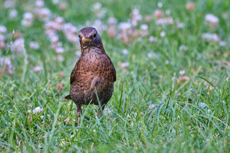 common or Eurasian blackbird, Turdus merula, hopping and foraging in the grass of a middle European backyard.の写真素材