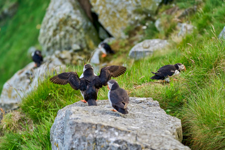 Cute and adorable Puffin seabird, fratercula, sitting in a breeding colony on high cliff at Runde island, a popular tourist destination for bird watching at the coastline of the north Atlantic ocean in Norway.の写真素材