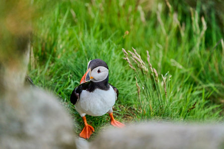 Cute and adorable Puffin seabird, fratercula, sitting in a breeding colony on high cliff at Runde...