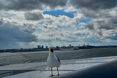 seagull sitting on the railing of a car ferry, leaving the port of Tallinn in Estonia towards Helsinki Finland across the Baltic sea on a sunny day.の写真素材