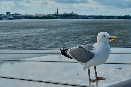 seagull sitting on the railing of a car ferry, leaving the port of Tallinn in Estonia towards Helsinki Finland across the Baltic sea on a sunny day.の写真素材