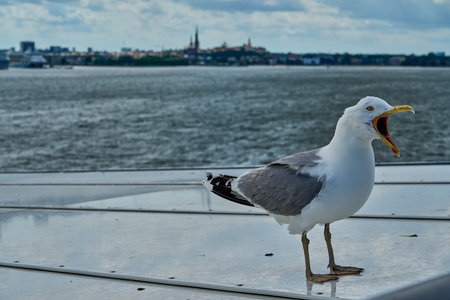 seagull sitting on the railing of a car ferry, leaving the port of Tallinn in Estonia towards...