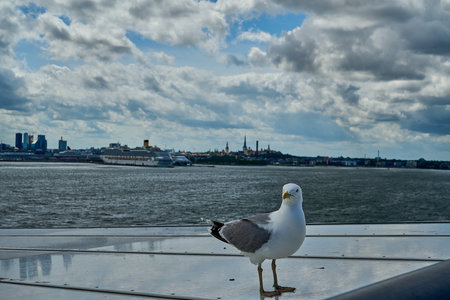 seagull sitting on the railing of a car ferry, leaving the port of Tallinn in Estonia towards Helsinki Finland across the Baltic sea on a sunny day.の写真素材