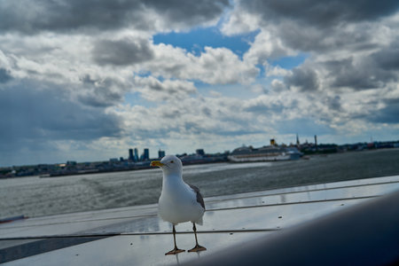 seagull sitting on the railing of a car ferry, leaving the port of Tallinn in Estonia towards Helsinki Finland across the Baltic sea on a sunny day.の写真素材