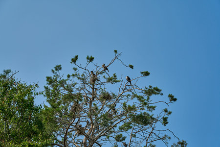Great Cormorant, Phalacrocorax carbo sinensis, sitting in their nesting colony high up in the tree...