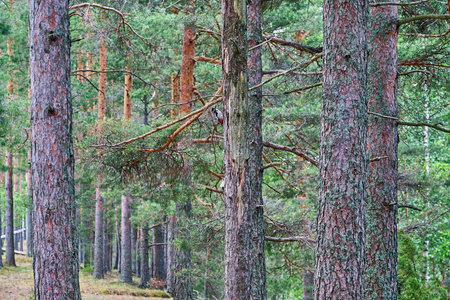 woodpecker sitting on a pine tree in a dense forest in Finland, northern Europe.