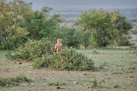 The tawny eagle, Aquila rapax, is a large bird of prey, perched in a bush in the Maasai Mara in Kenya, Africa.の写真素材
