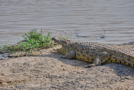 Big Nile crocodiles, Crocodylus niloticus, lying on the Mara river bank during the annual ridge migration in the Maasai Mara and Serengeti.の写真素材