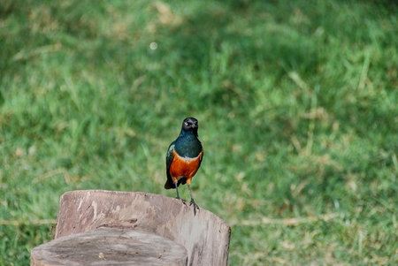 superb starling, Lamprotornis superbus, perched on an old tree stump at Lake Naivasha in the great rift valley of Kenya in Africa, a popular travel destination for safaris.の写真素材