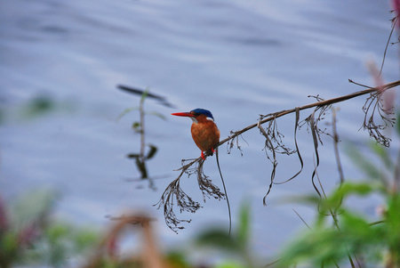 colorful kingfisher perched on a branch near the edge of a freshwater lake in Uganda, east Africaの写真素材