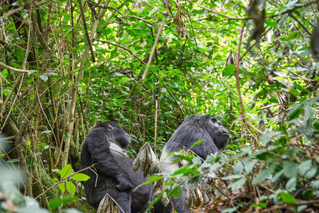 Famous Mountain Gorillas, endangered species and almost extinct, hiding in the dense jungle of the rainforest near the Virunge Volcanoes in Uganda, Rwanda east Africa.の写真素材