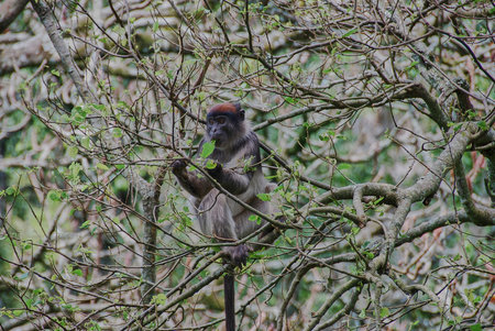 Ugandan red colobus, Piliocolobus tephrosceles, an endangered species, sitting in the canopy of the...