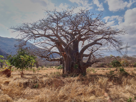 Iconic Baobab tree in the landscape at Ruaha national park in Tanzania, a popular travel destination for safari tourists in Africa.の写真素材