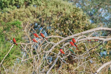 flock southern carmine bee eater, Merops nubicoides, a vibrant red bird species, native to Africa sitting in a bush on the riverbank of the Zambezi river, a popular travel destination.の写真素材