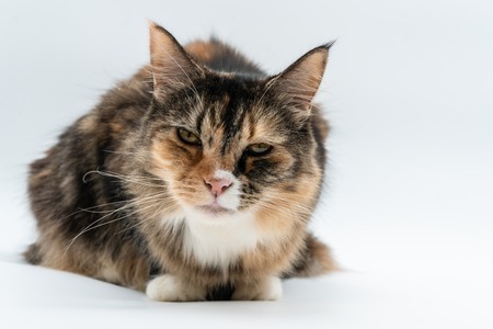 A tabby cat looks tired in the camera on white backgroundの写真素材