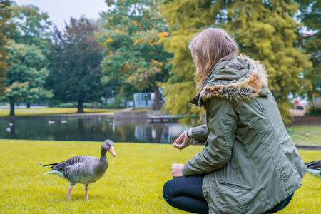 Woman feeds a duck in a park in Hamburgの写真素材